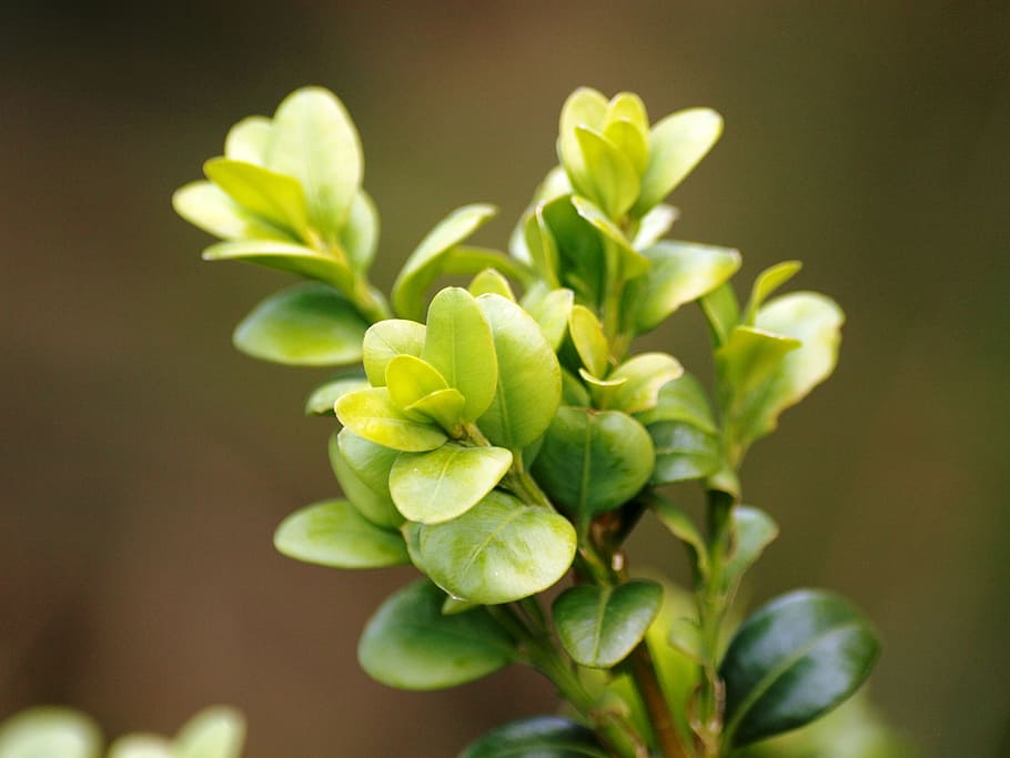 Boxwood, Buxus, Leaves, green, garden plant, bush, green color, HD wallpaper