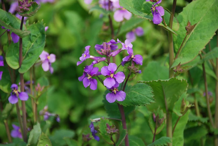 Scenery, Flower, Spring, the scenery, growth, nature, purple HD wallpaper