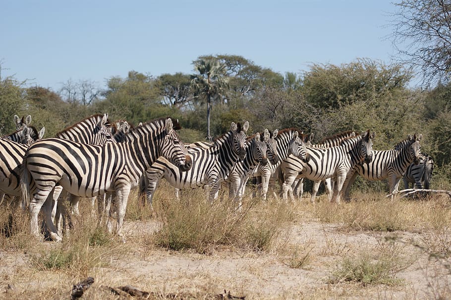 zebra, flock, botswana, structure, pattern, plains zebra, black and white, HD wallpaper