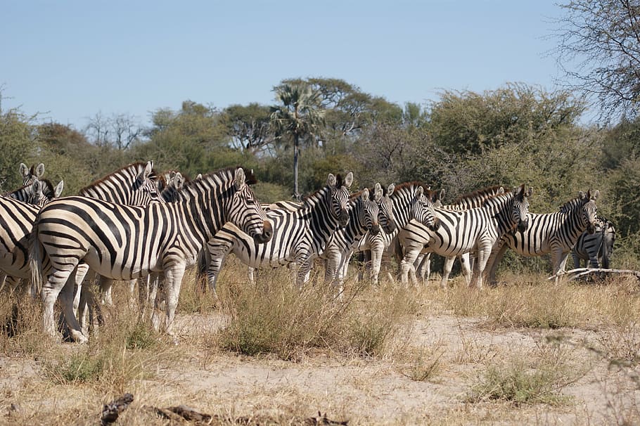 zebra, flock, botswana, structure, pattern, plains zebra, black and white HD wallpaper