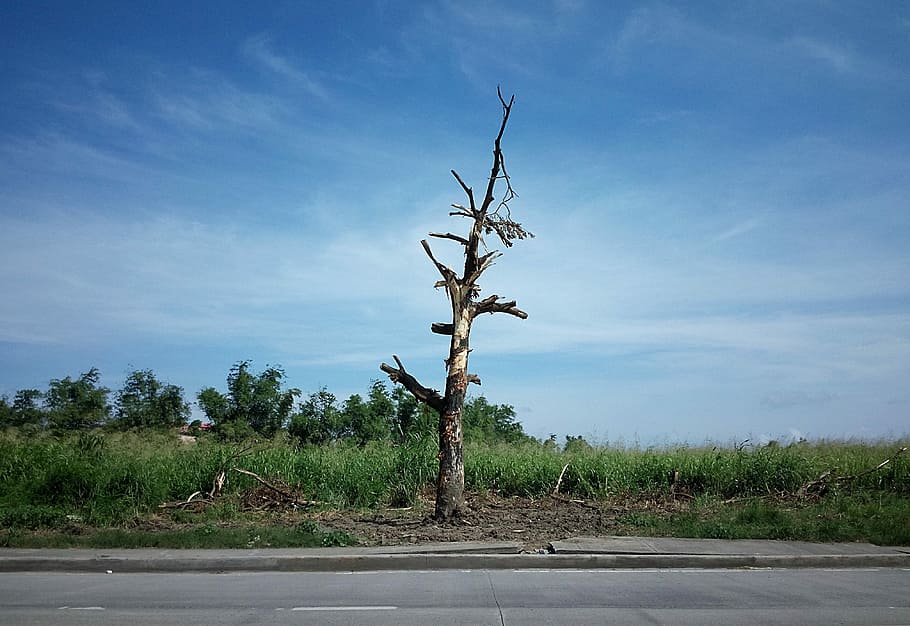 Dead Tree, Tree Trunk, Leaves, Old, no leaves, bark, outdoor HD wallpaper