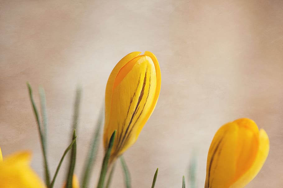 Crocus, Flower, Blossom, Bloom, closed flower, yellow, yellow spring flower HD wallpaper