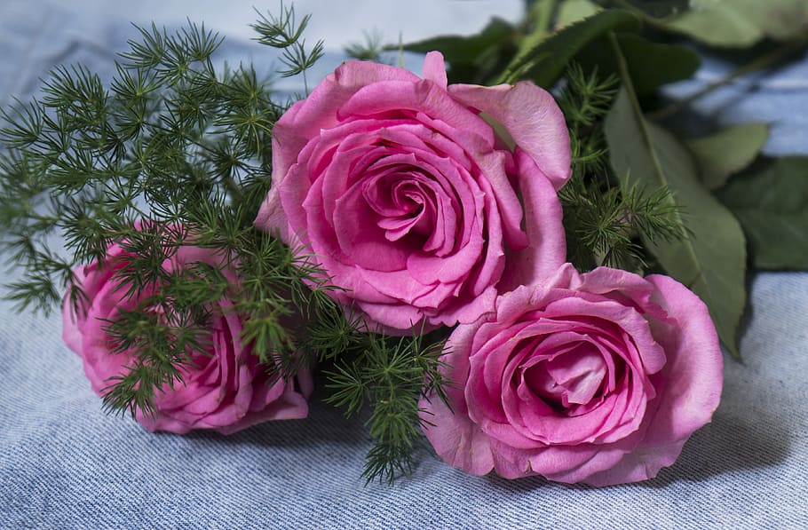 natural, roses, flower, plant, flowering plant, pink color HD wallpaper