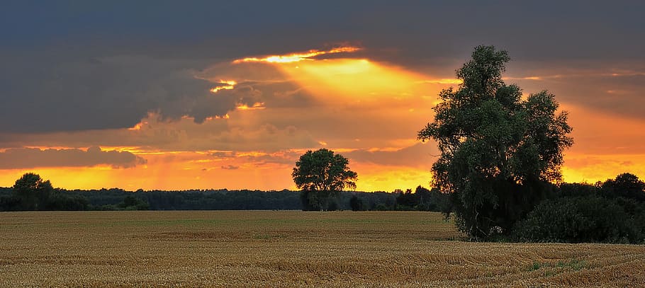 golden hour photography of green and brown grass field, west HD wallpaper