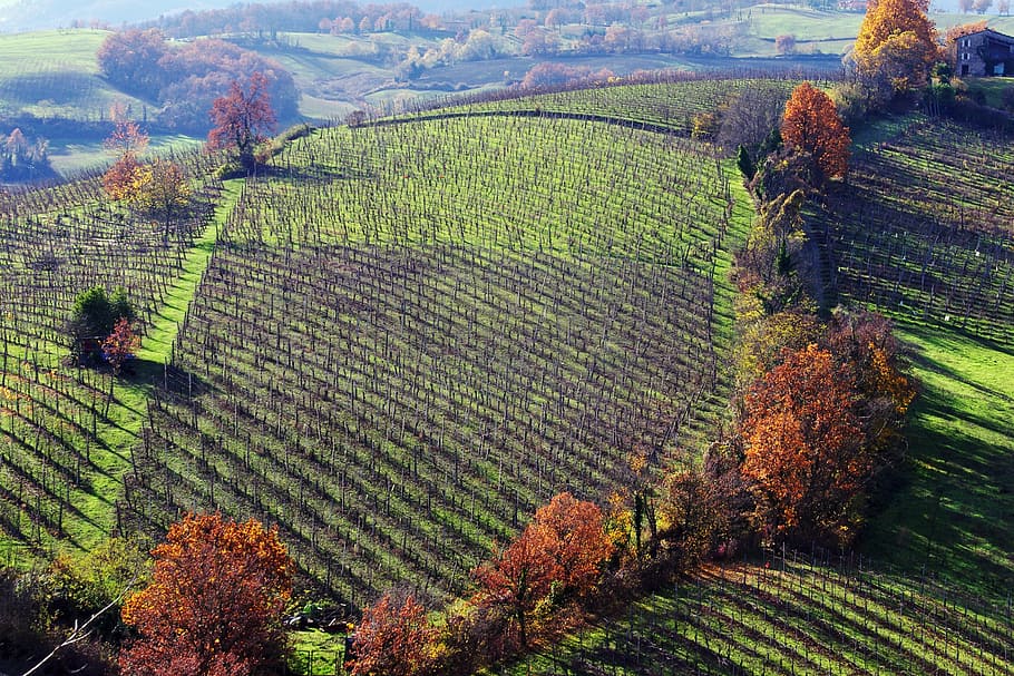 Langhirano, Parma, Emilia Romagna, Italy, vineyards, hills langhirano HD wallpaper