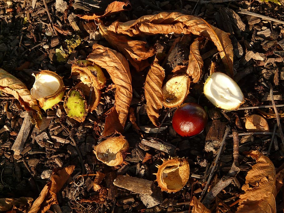 chestnut, buckeye, fruit, concerns, ground, collect, autumn, HD wallpaper