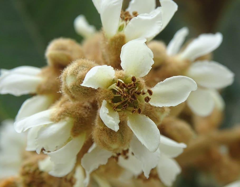 Flower, Fruit Tree, Eriobotrya, petal, nature, close-up, plant HD wallpaper