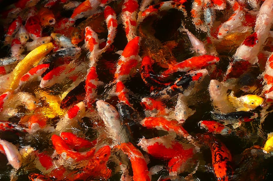 carp, carp swarm, fish, animal, animal themes, animal wildlife HD wallpaper