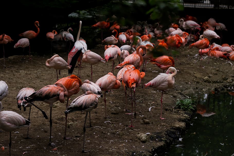 flock of flamingos, flocks of flamingo, pink flamingo, park, color, HD wallpaper