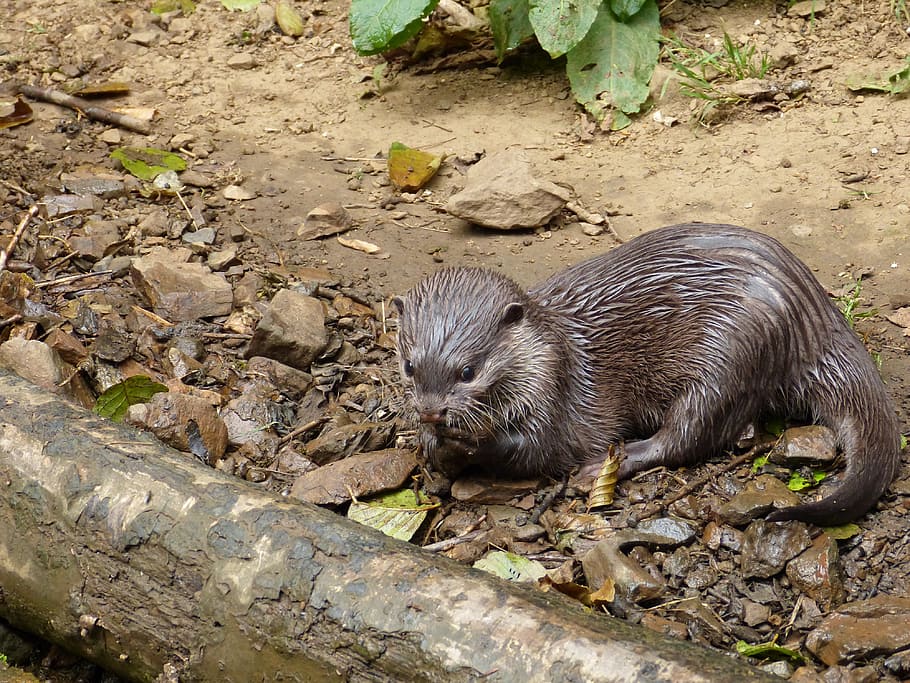 otter, water, park, animal, animal themes, one animal, animal wildlife HD wallpaper
