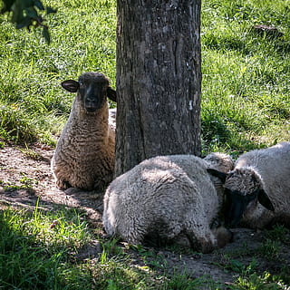 Sheep, Rest, Break, Protection, Shadow, flock of sheep, group HD wallpaper