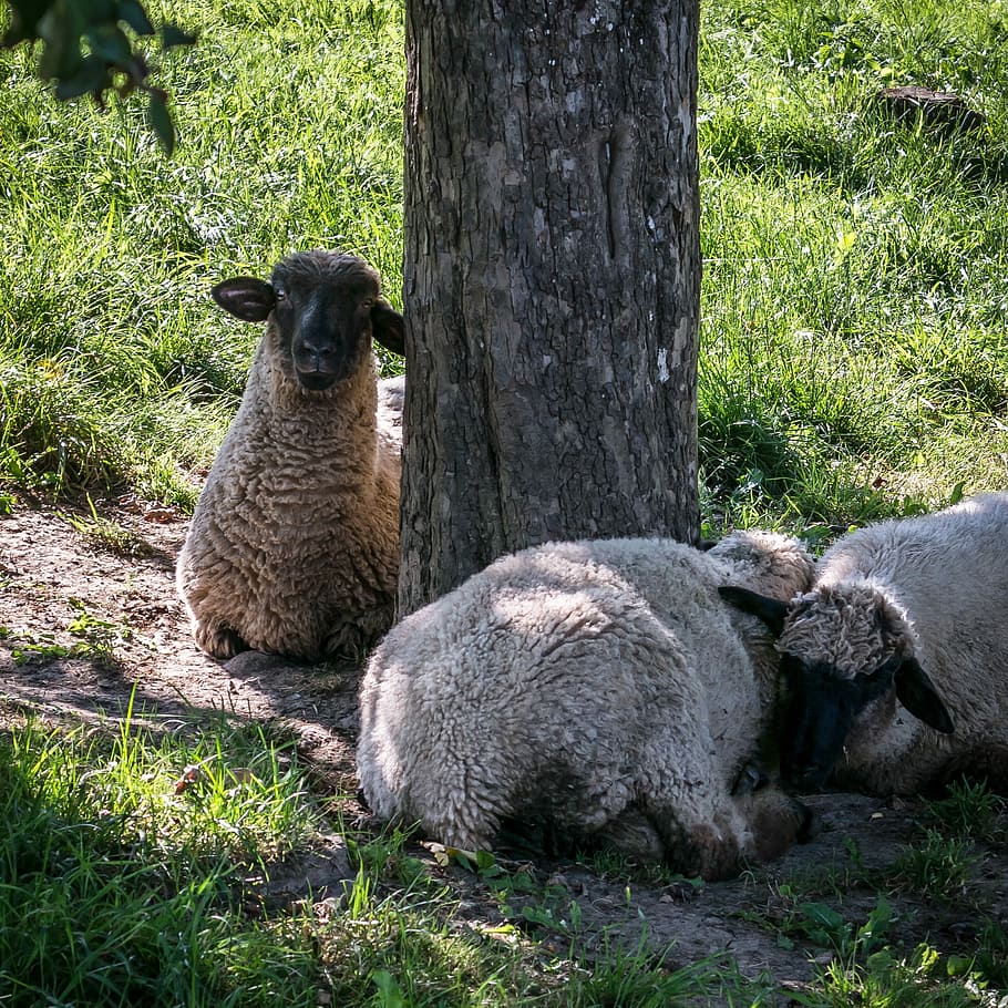 Sheep, Rest, Break, Protection, Shadow, flock of sheep, group HD wallpaper