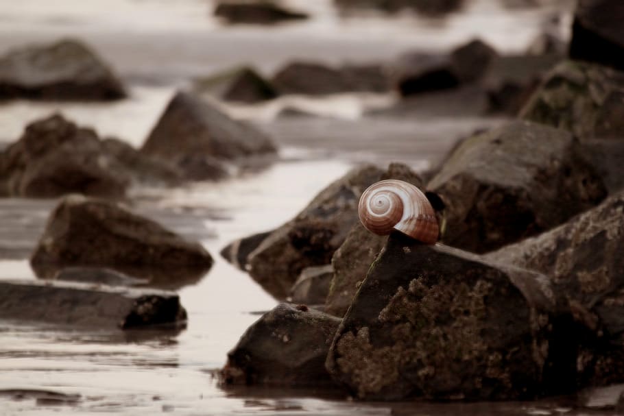 macro shot of brown snail on black rock formation, shell, snail shell HD wallpaper