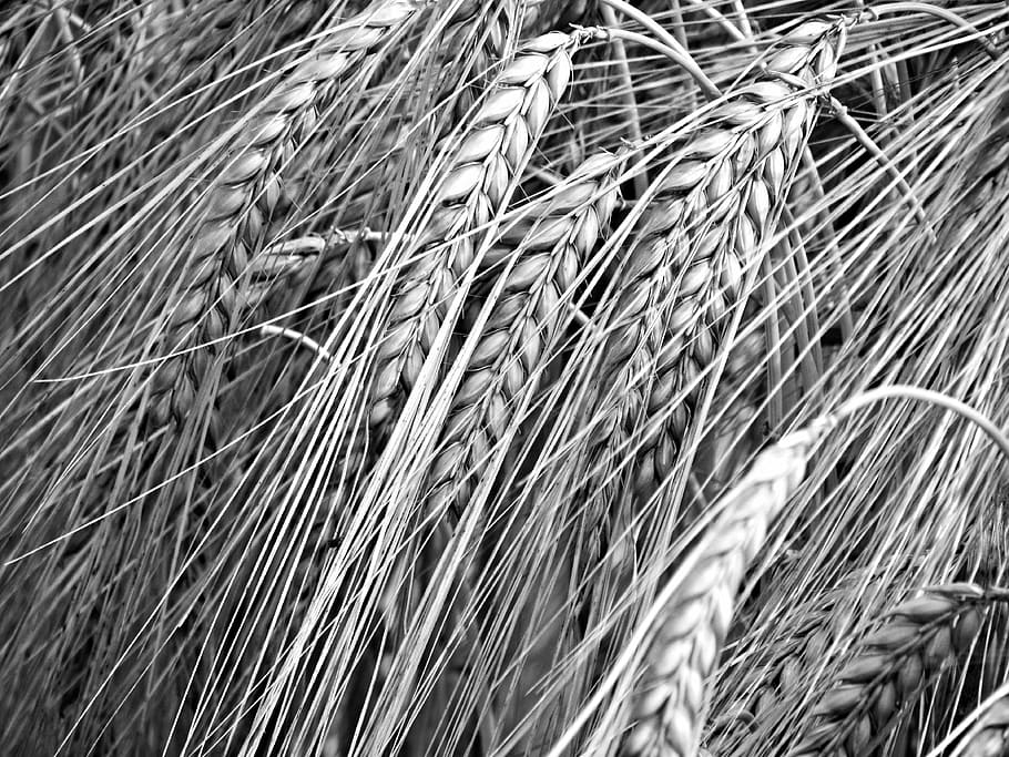 Corn, Kłos, Biel, Ears, black, full frame, backgrounds, no people HD wallpaper
