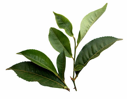 selective focus photography of green leaves, tea, leaf, plant HD wallpaper