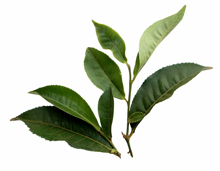 selective focus photography of green leaves, tea, leaf, plant HD wallpaper