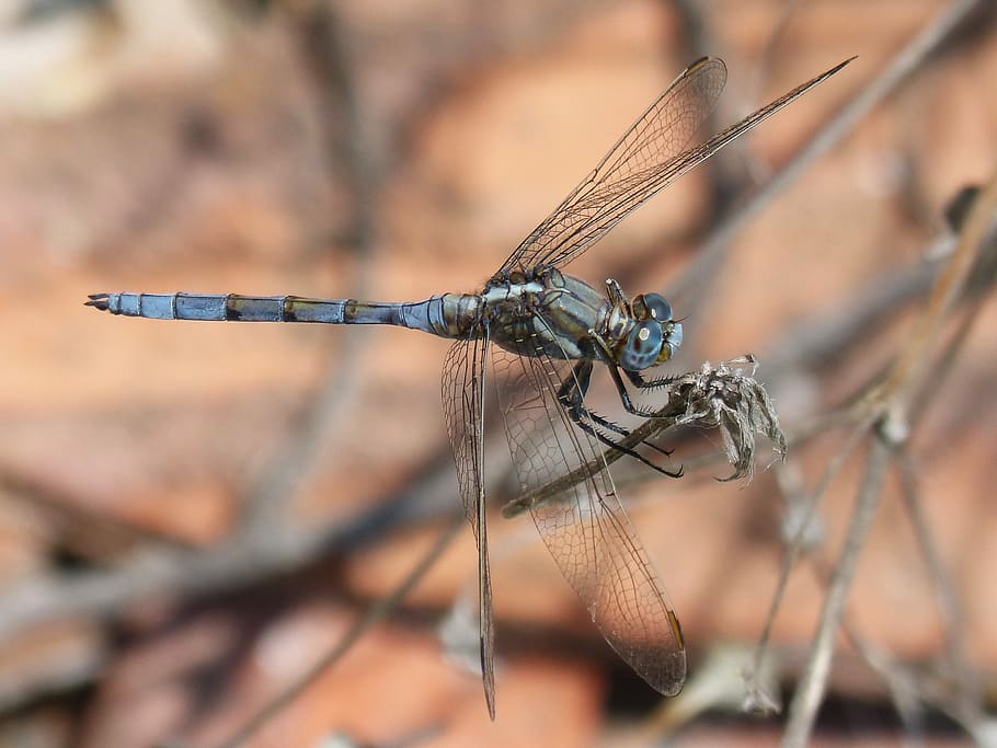 dragonfly, blue dragonfly, flying insect, branch, orthetrum coerulescens, HD wallpaper