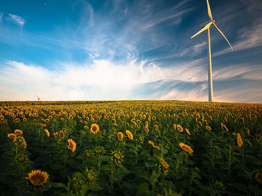 sunflower field, bed of sunflower, wind mill, day, time, sky
