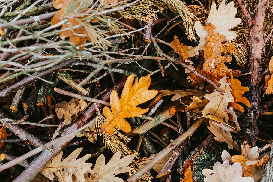 Autumn walk with dogs, leaf, leaves, nature, yellow, plant, season HD wallpaper