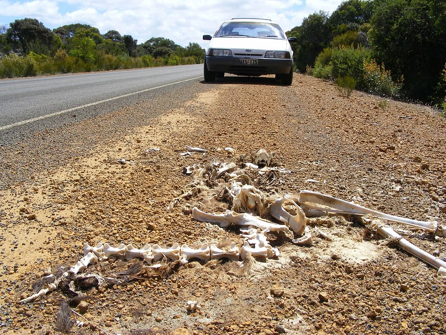 skeleton, kangaroo, carcass, kangaroo island, remains, nature, HD wallpaper