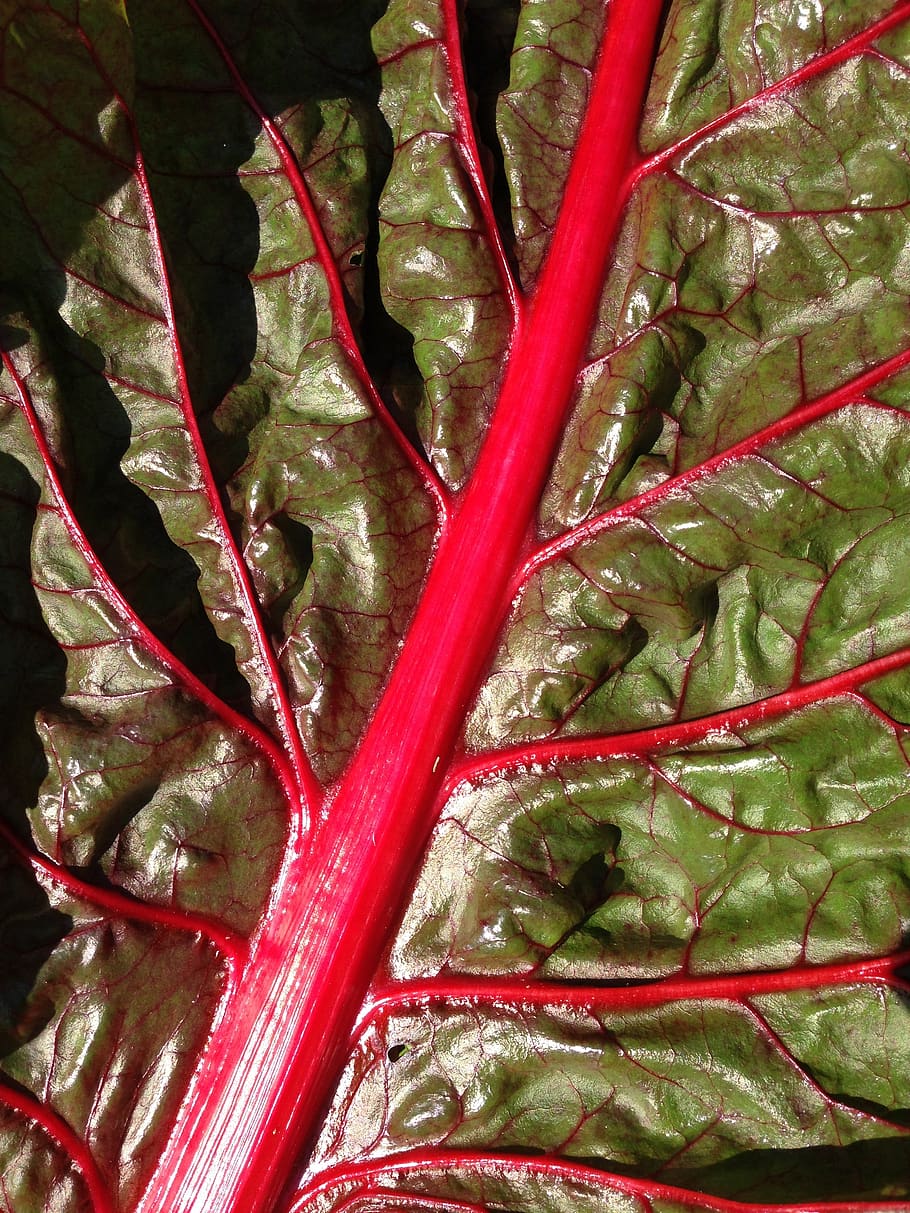 chard, leaf, leaf veins, vegetables, red, full frame, backgrounds HD wallpaper