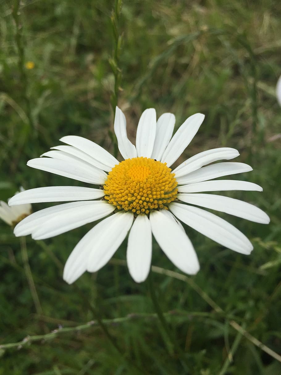 Flower, Meadow, Daisies, daisy, nature, plant, summer, chamomile Plant HD wallpaper