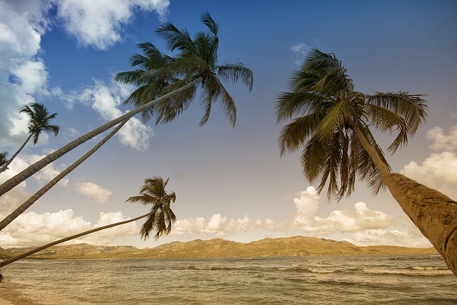 Coconut Trees in Sea Shore during Daytime, beach, coconuts, island HD wallpaper