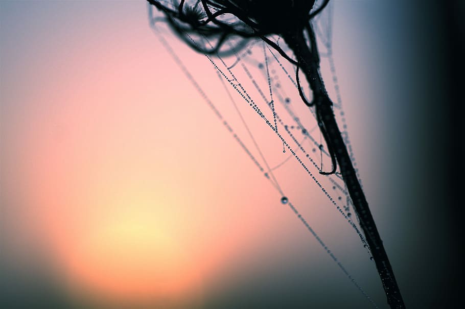 macro photography of water drops, macro photography of water dew on flower HD wallpaper