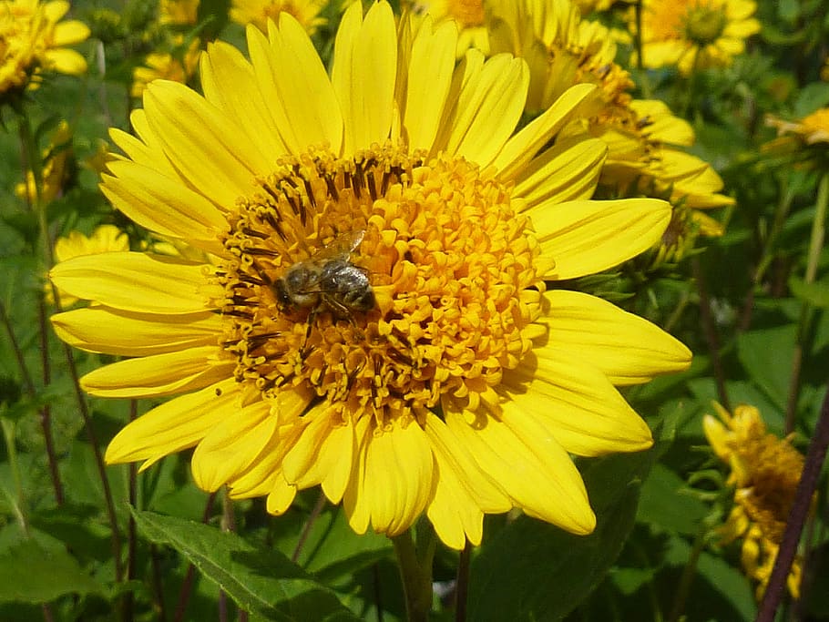 flower, garden, flowering plant, invertebrate, petal, insect HD wallpaper