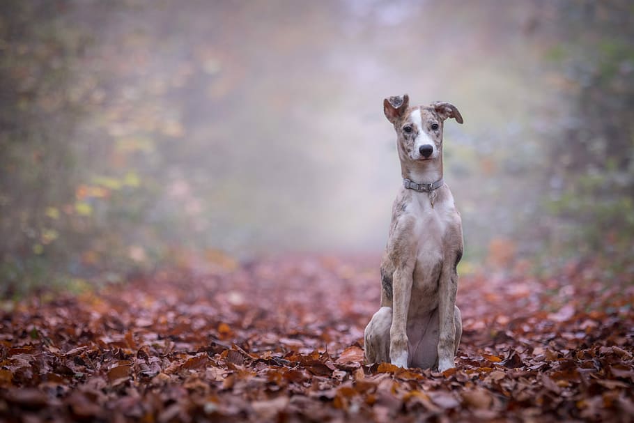 brown and white dog on brown ground, adult whippet sitting on ground with lot of leaves at daytime, HD wallpaper