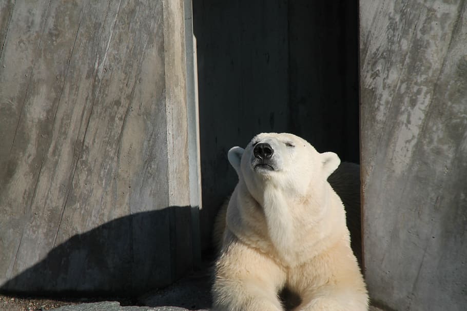 polar bear, rest, zoo, one animal, animal themes, mammal, pets HD wallpaper