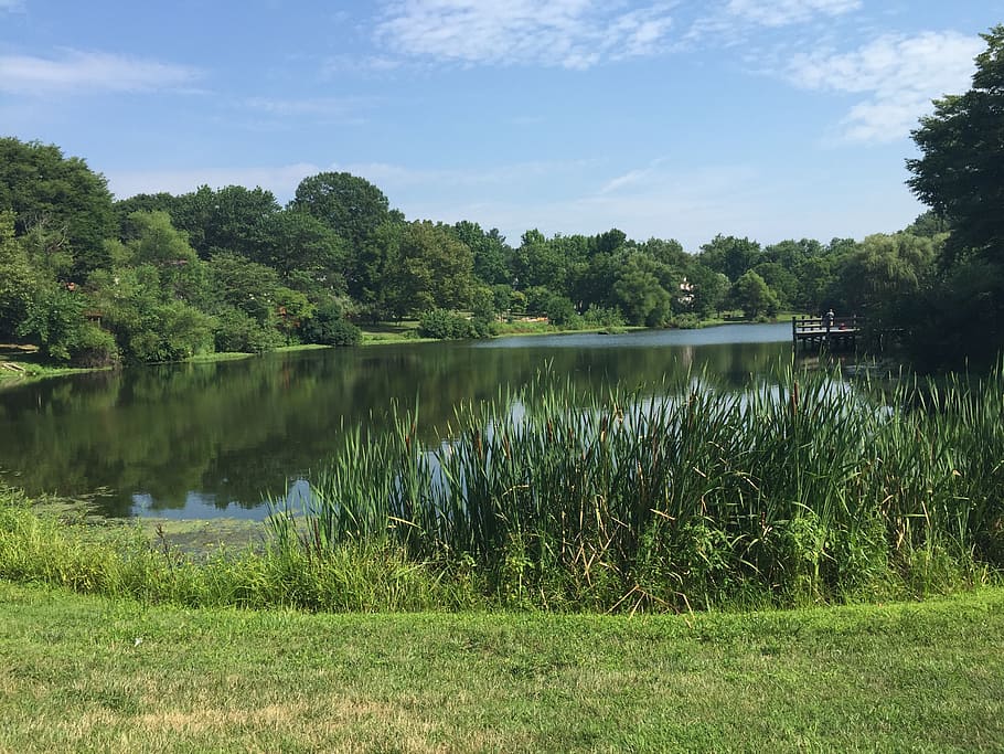 lake, trees, water, plant, grass, green color, tranquil scene HD wallpaper