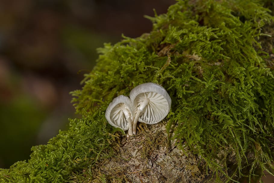 Mushroom, Moss, Sponge, vegetable, green color, freshness, growth HD wallpaper