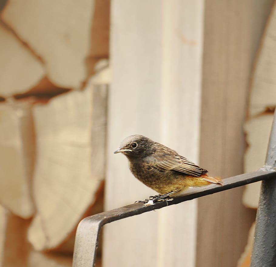 bird, redstart, winged, birds, feathered, fauna, launchy, garden HD wallpaper