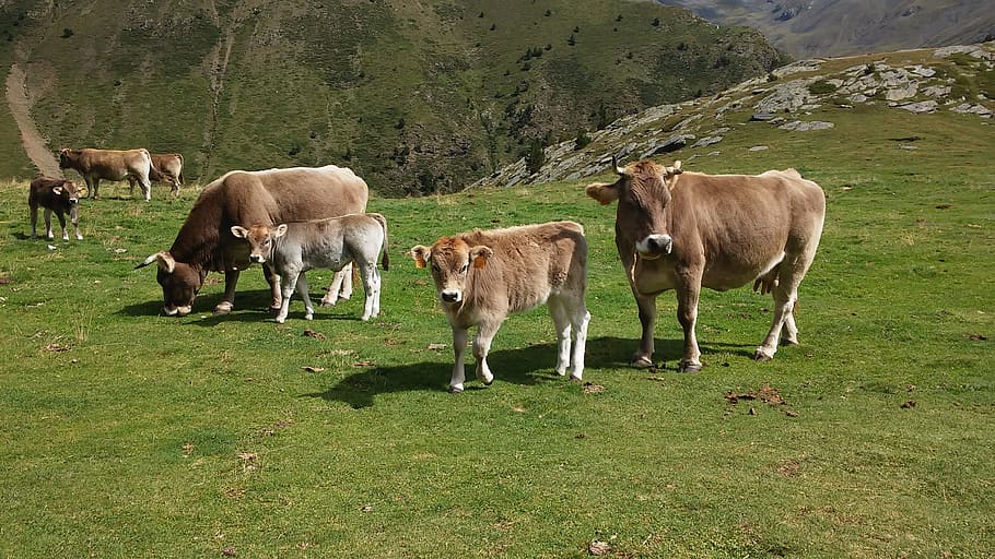 Mountain, Cows, Nature, grass, livestock, grazing, animal themes HD wallpaper