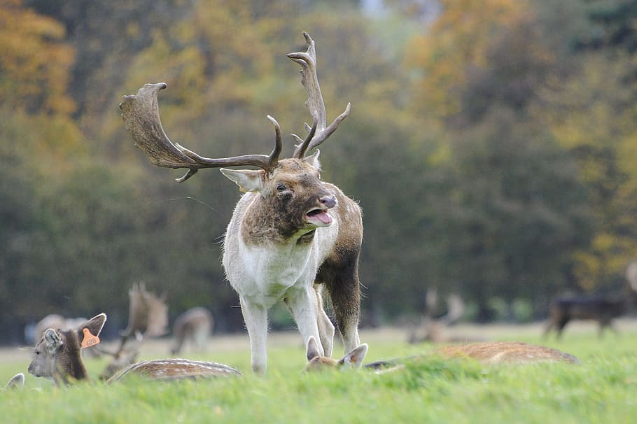 brown horned four-legged animal on green field, deer, harem HD wallpaper