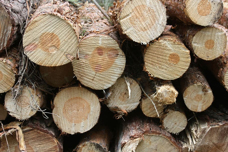 Wood, Trunks, Forestry, Texture, wood trunks, about, structure HD wallpaper