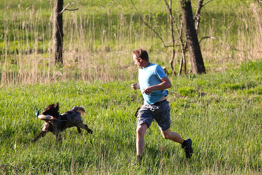 meadow, human, dog, retrieve, plastic duck, dog training, mammal HD wallpaper