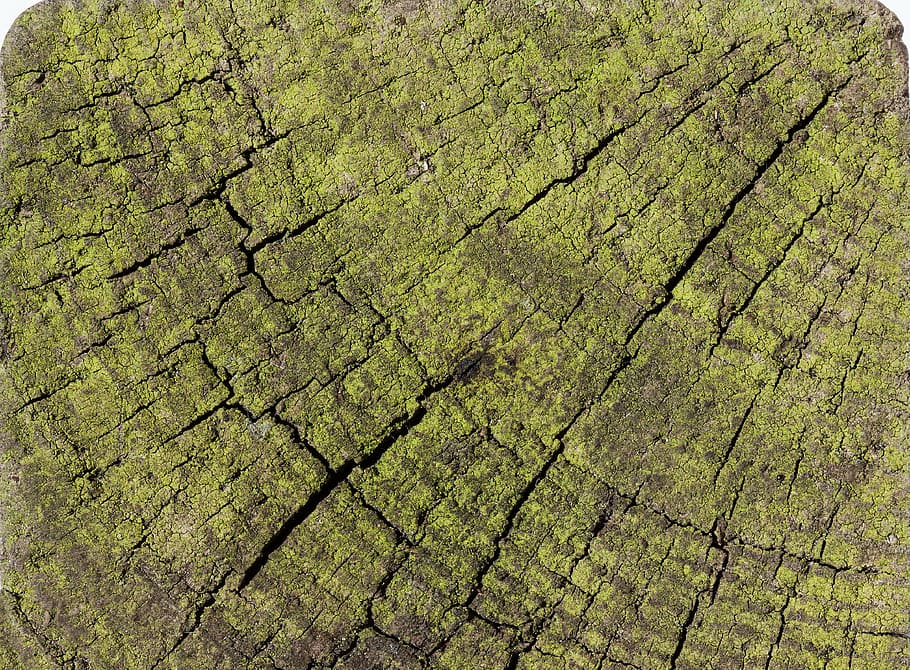 wood, structure, fund, seaweed, old, weathered, cracks, green HD wallpaper