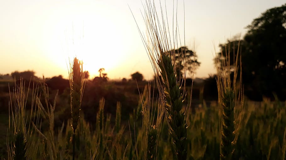 wheat, cereal, crop, farm, field, agriculture, corn, outdoors HD wallpaper