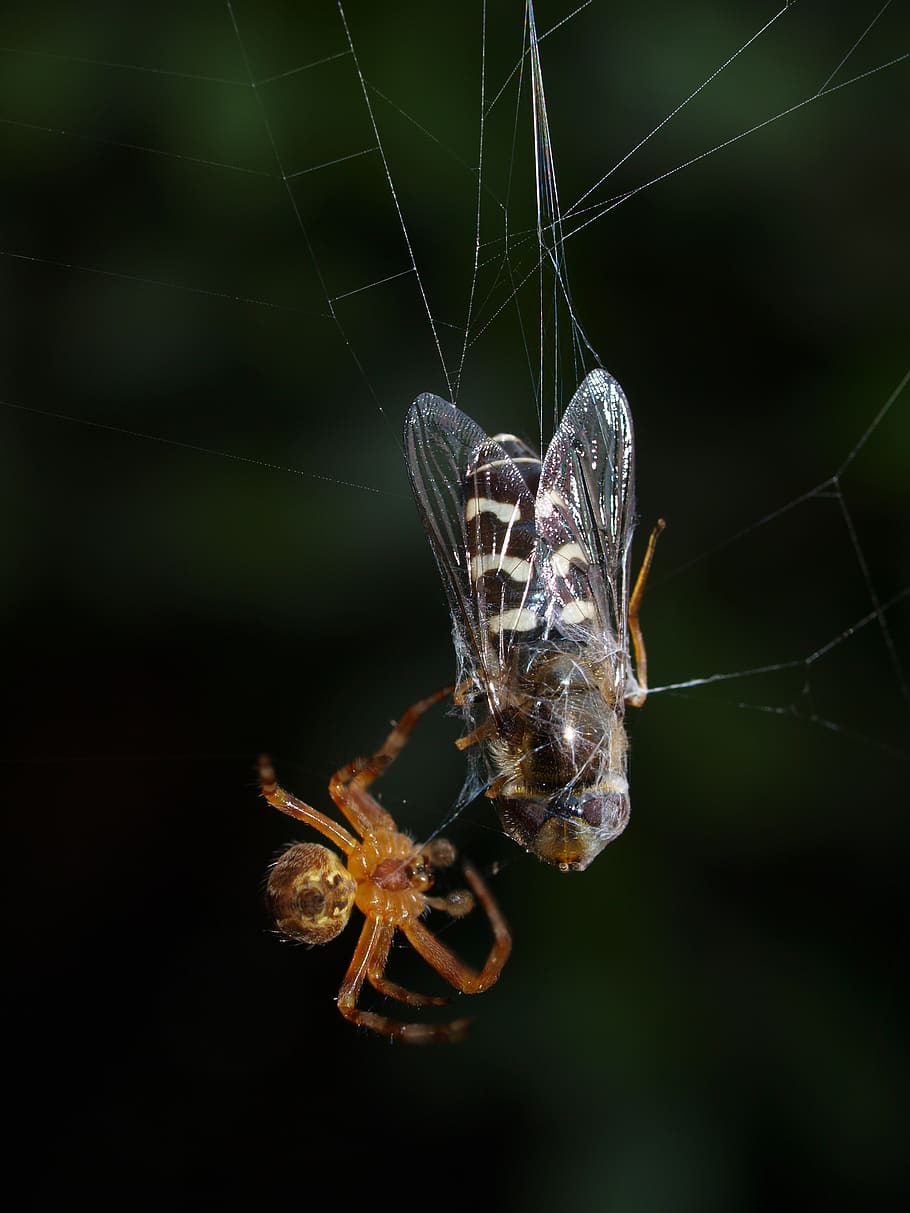 spider, fly, web, insect, invertebrate, animal, animal wildlife HD wallpaper