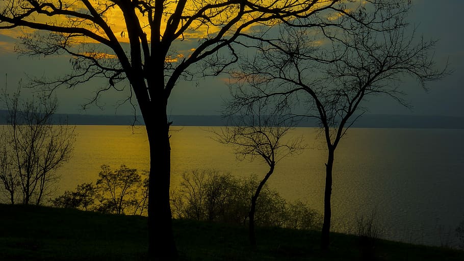 tree, river, water, sunset, light, branch, beauty in nature HD wallpaper