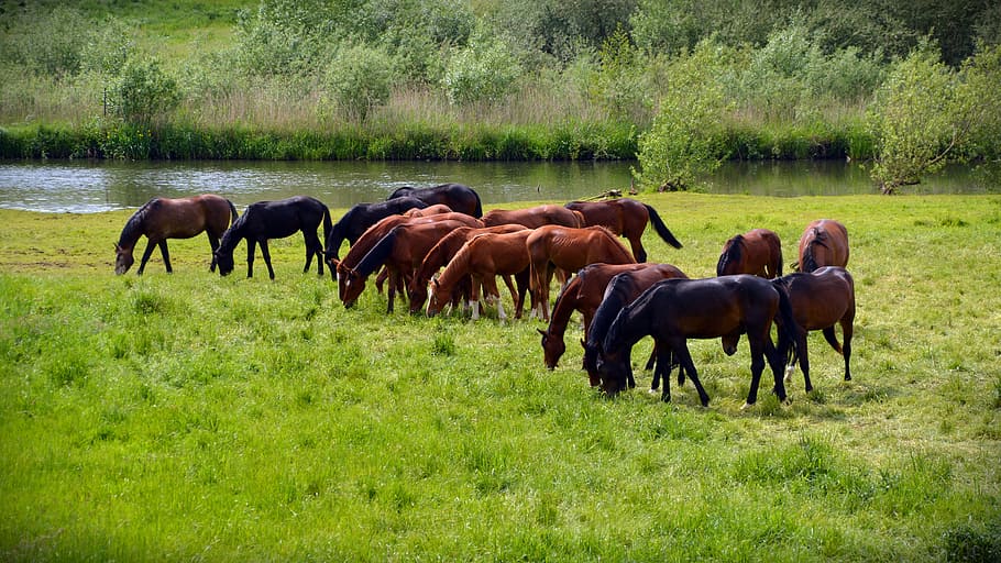 Horses, Flock, Coupling, Ride, Animals, pasture, brown, graze HD wallpaper