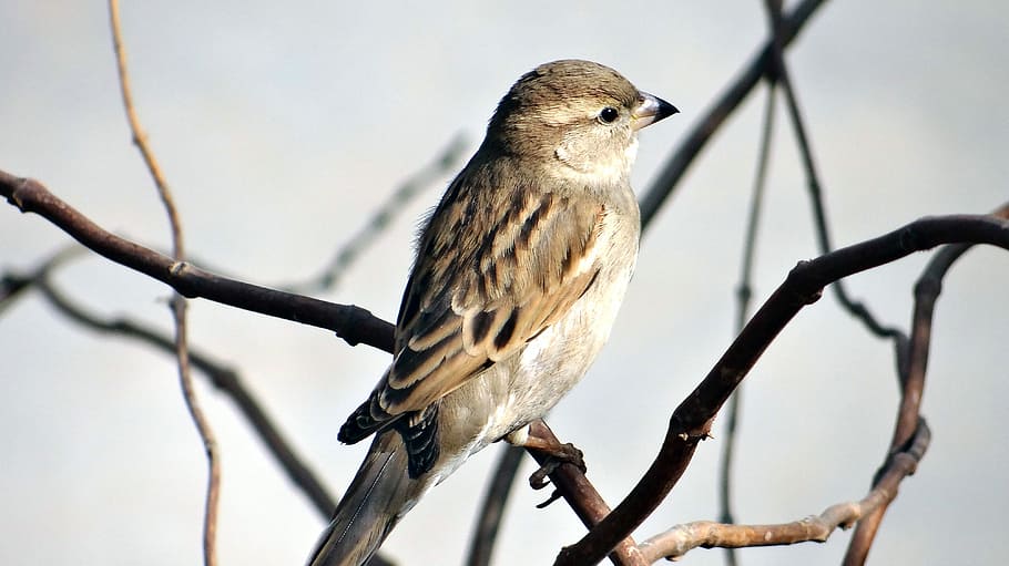 selective focus photography of sparrow standing on branch, shallow focus photography of bird HD wallpaper