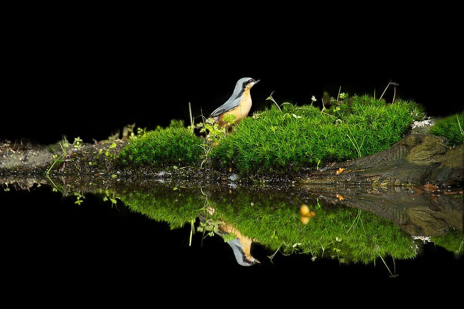 close-up photography of chestnut-bellied nuthatch reflection on body of water, HD wallpaper