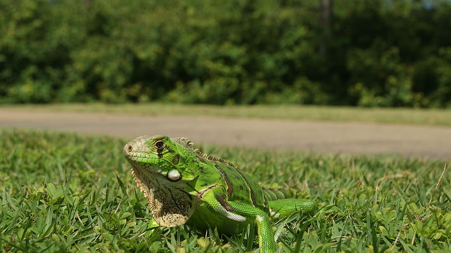 chameleon, iguana, bug, animal, nature, pet animal, animal themes HD wallpaper