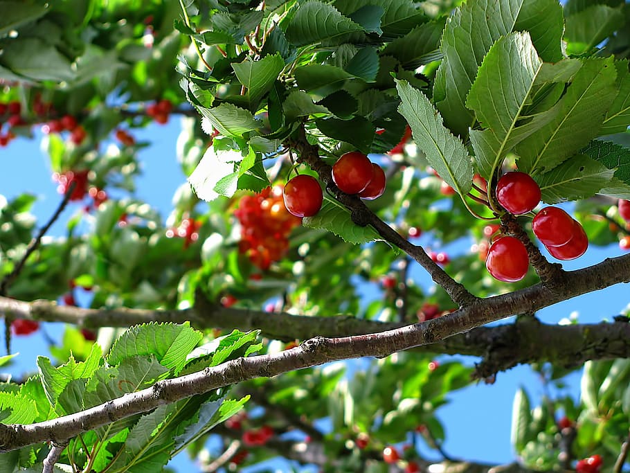 cherries fruit, cherry, tree, nature, june, colors, food and drink HD wallpaper