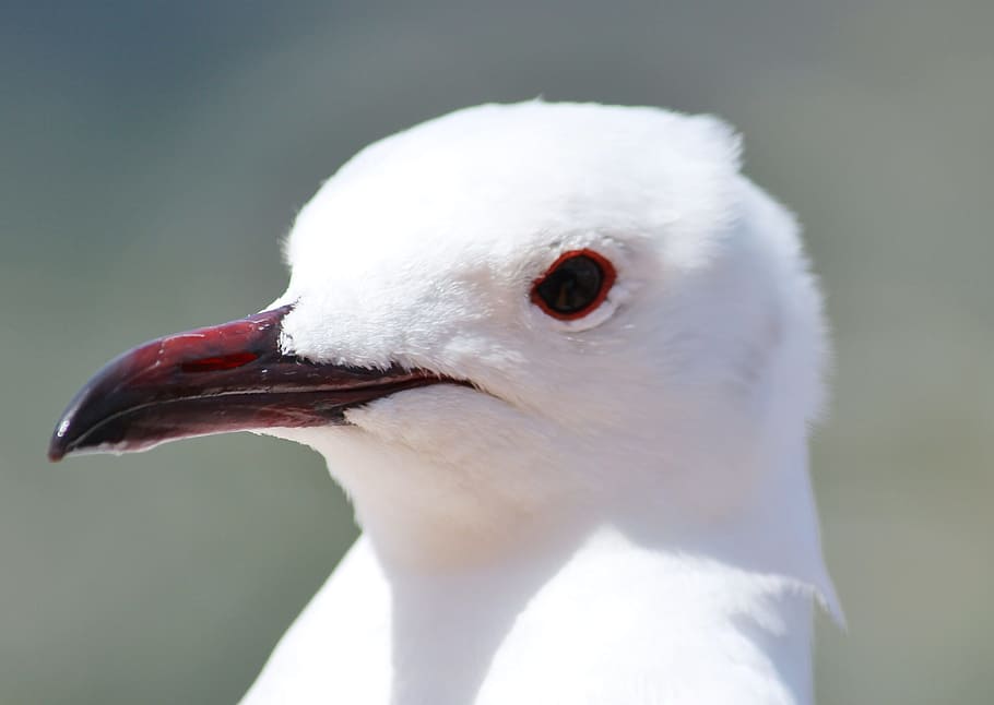 seagull, head, bill, feather, close, bird, gull portrait, one animal HD wallpaper