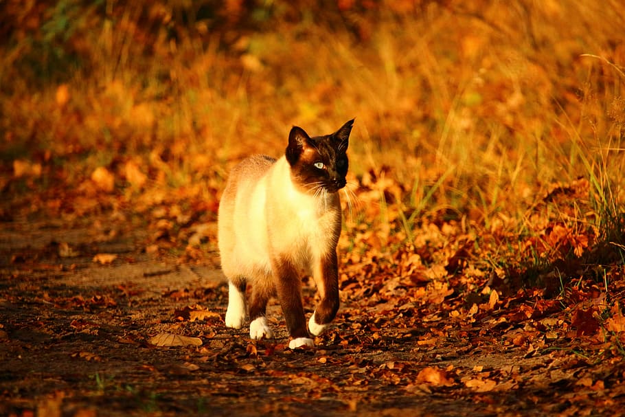 cat, mieze, kitten, siamese cat, breed cat, autumn, fall foliage, HD wallpaper