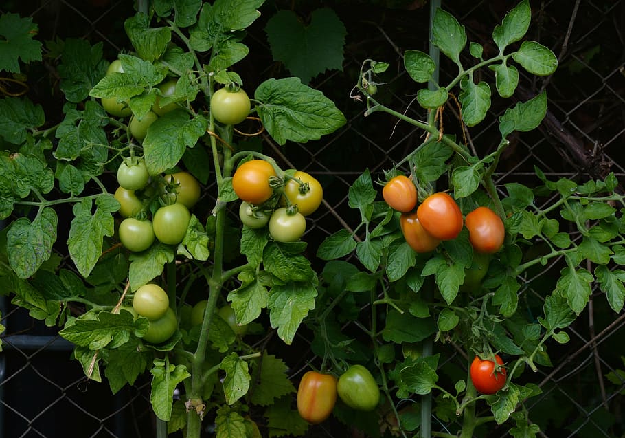 green and red apples, tomatoes, bush tomatoes, garden, vegetable growing, HD wallpaper